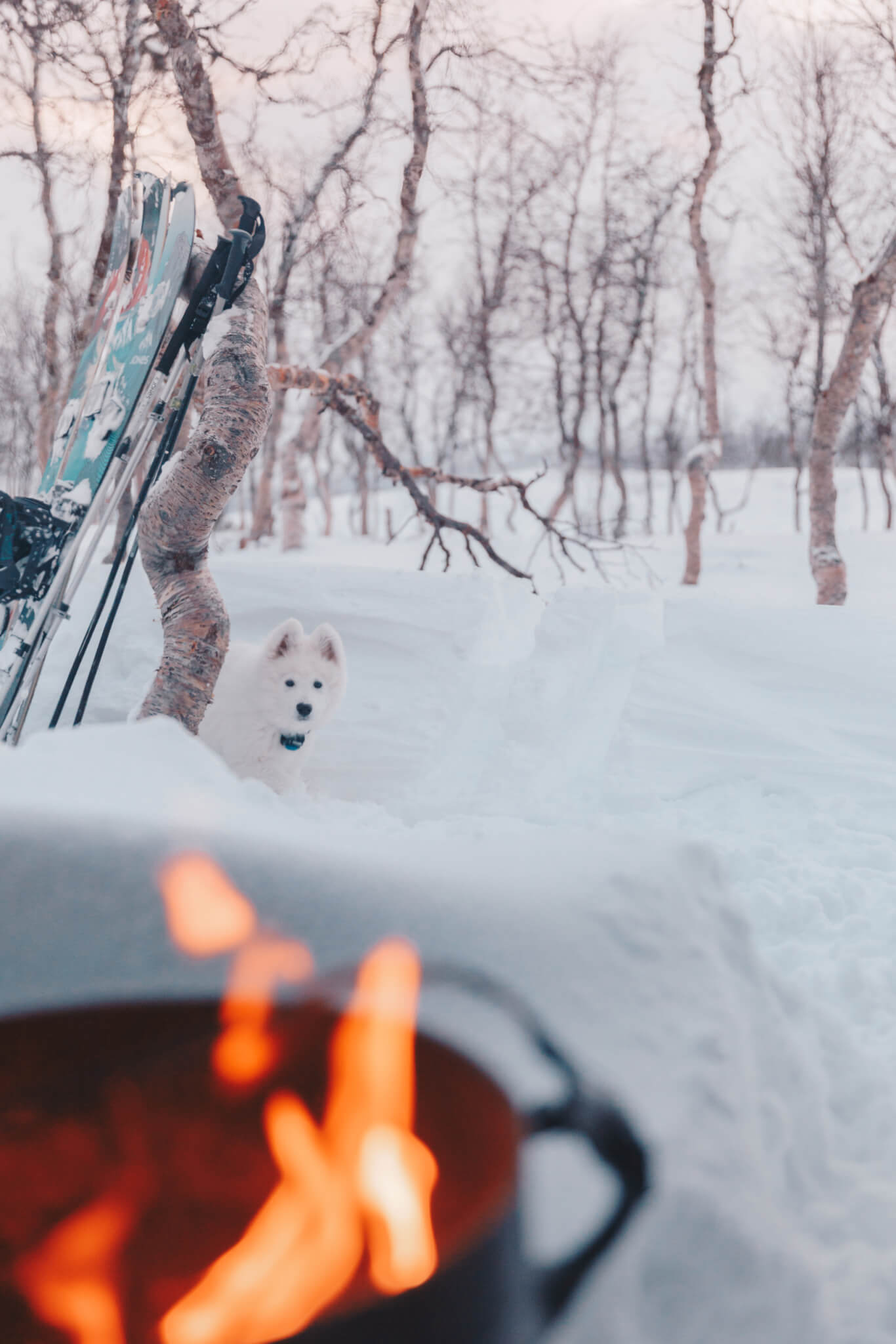 Vit hundvalp i snö tittar på eld.