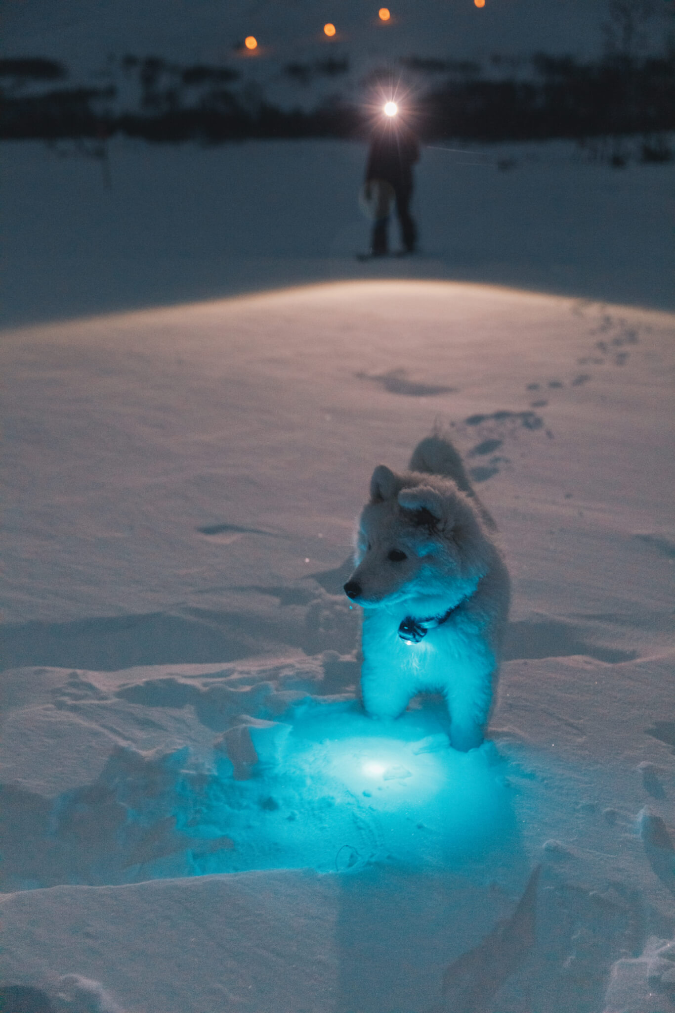 Hundvalp har lampa runt halsen i snö.