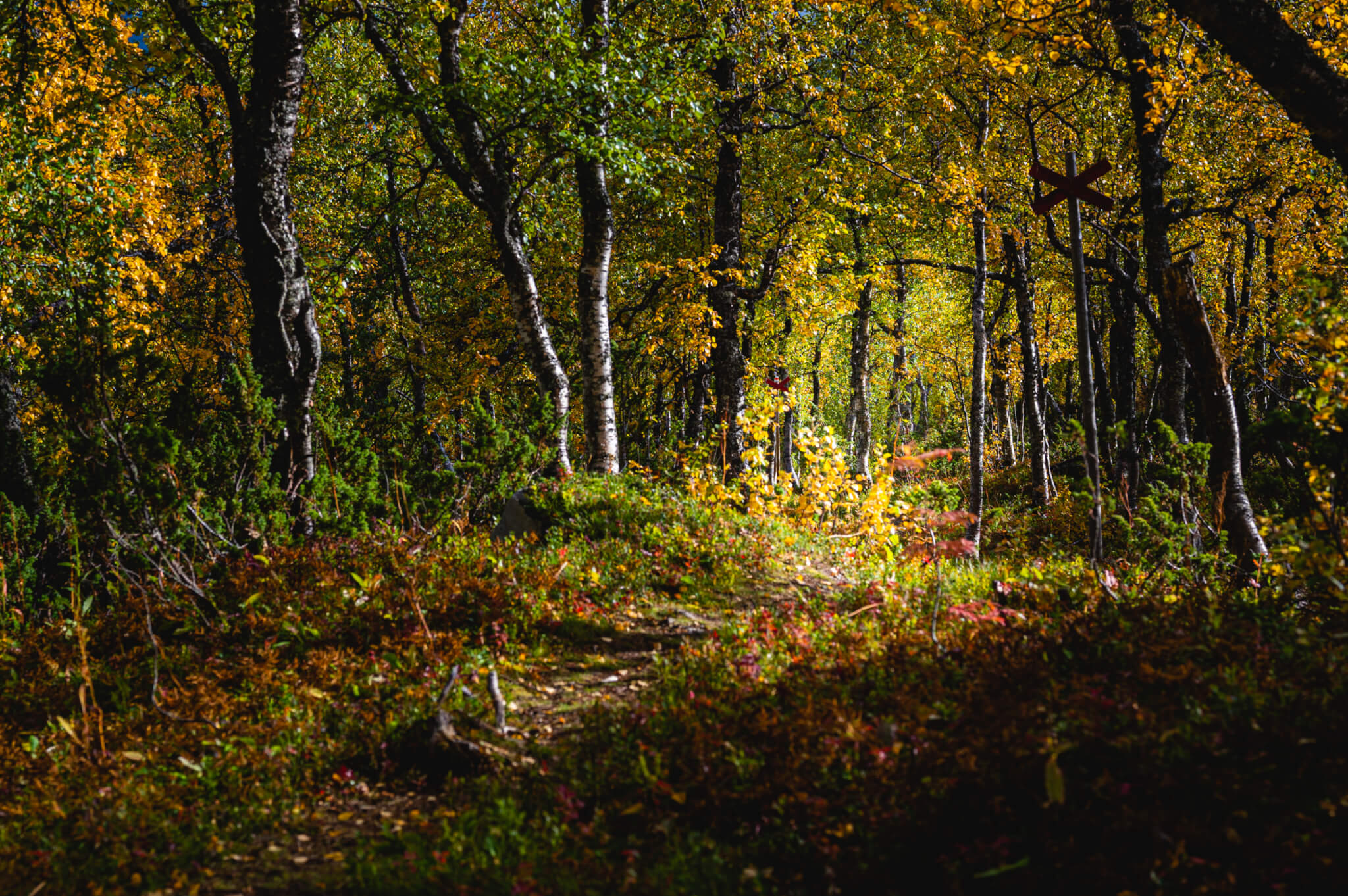 En fjälled går genom björkskog. Löven börjar bli gula.