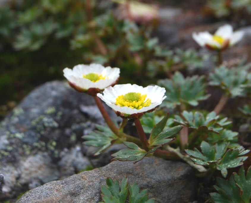 Isranunkel, vita blommor med gul mitten, växer mellan stenar.