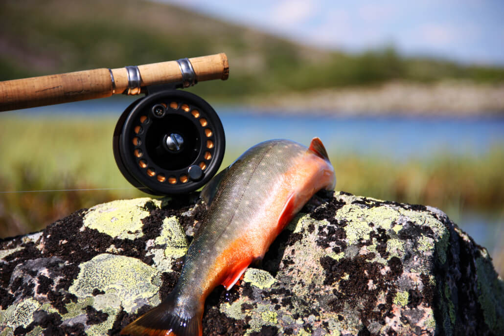 En röding ligger över en sten vid en sjö. Ett slugfiskespö ligger till vänster om rödingen.