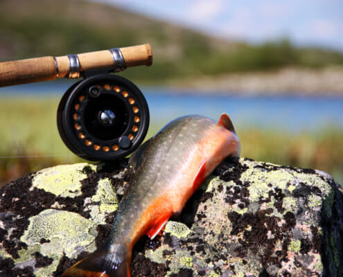 En röding ligger över en sten vid en sjö. Ett slugfiskespö ligger till vänster om rödingen.