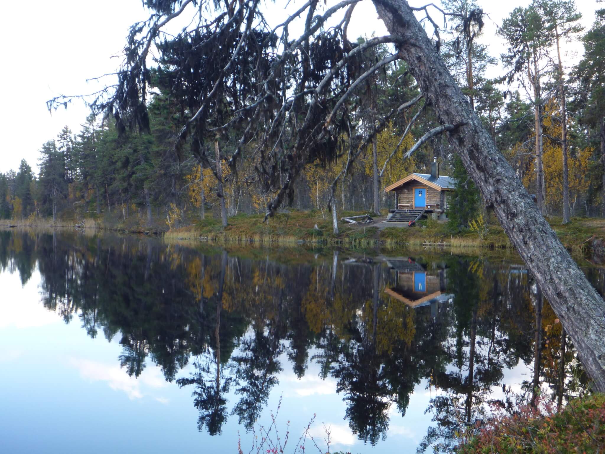 Bjönkojan. En koja vid sjö. En lutande tall står i förgrunden. 