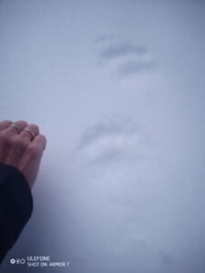 Bilden visar ett tassavtryck från björn i snön. Bredvid avtrycket syns en hand för att jämföra storleken. Spåret är större än handen