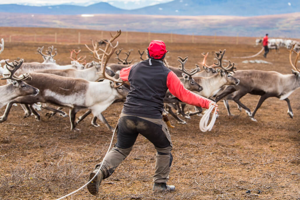 Person med ryggen mot kameran kastar lasso mot springande renar.