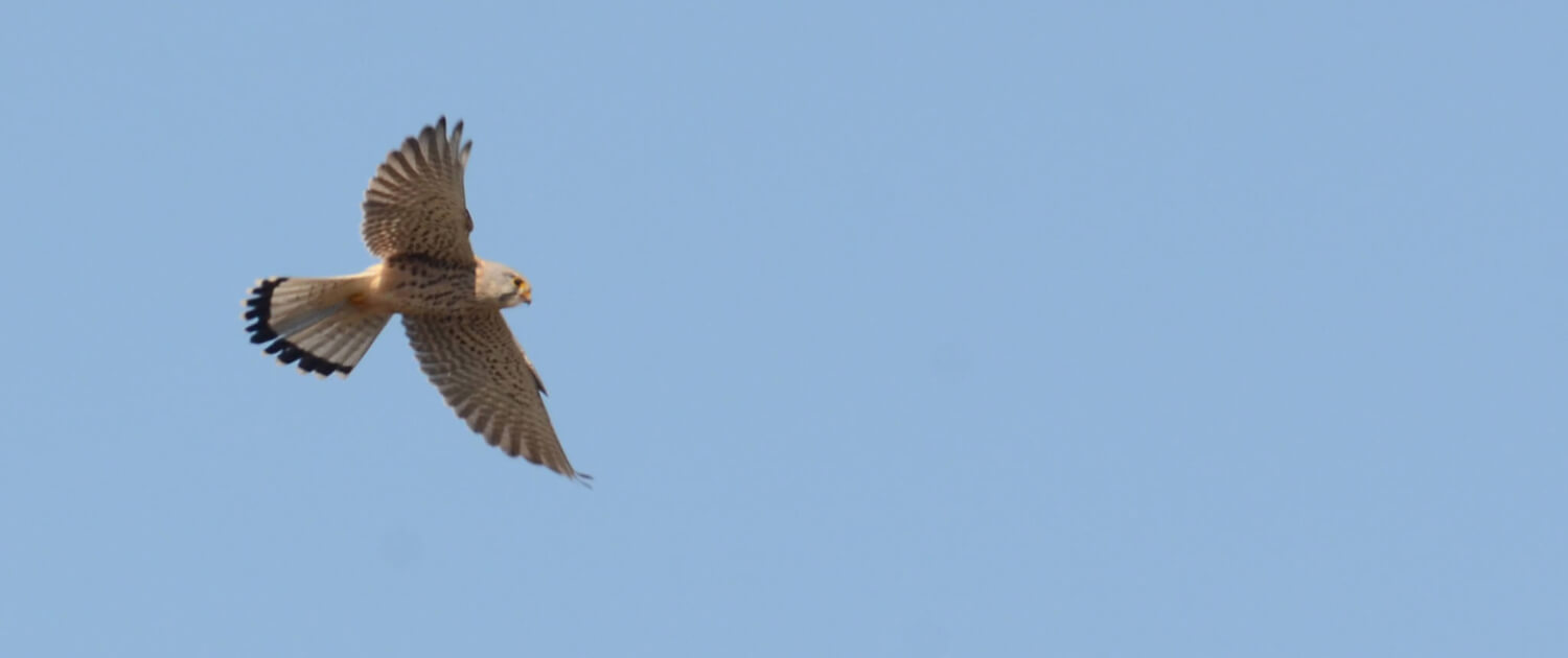 En tornfalk flyger över blå himmel.