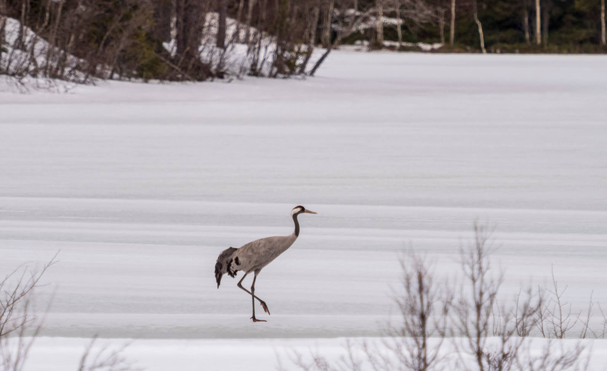 En ensam trana på snötäckt mark. Några buskar i bakgrunden och i förgrunden.