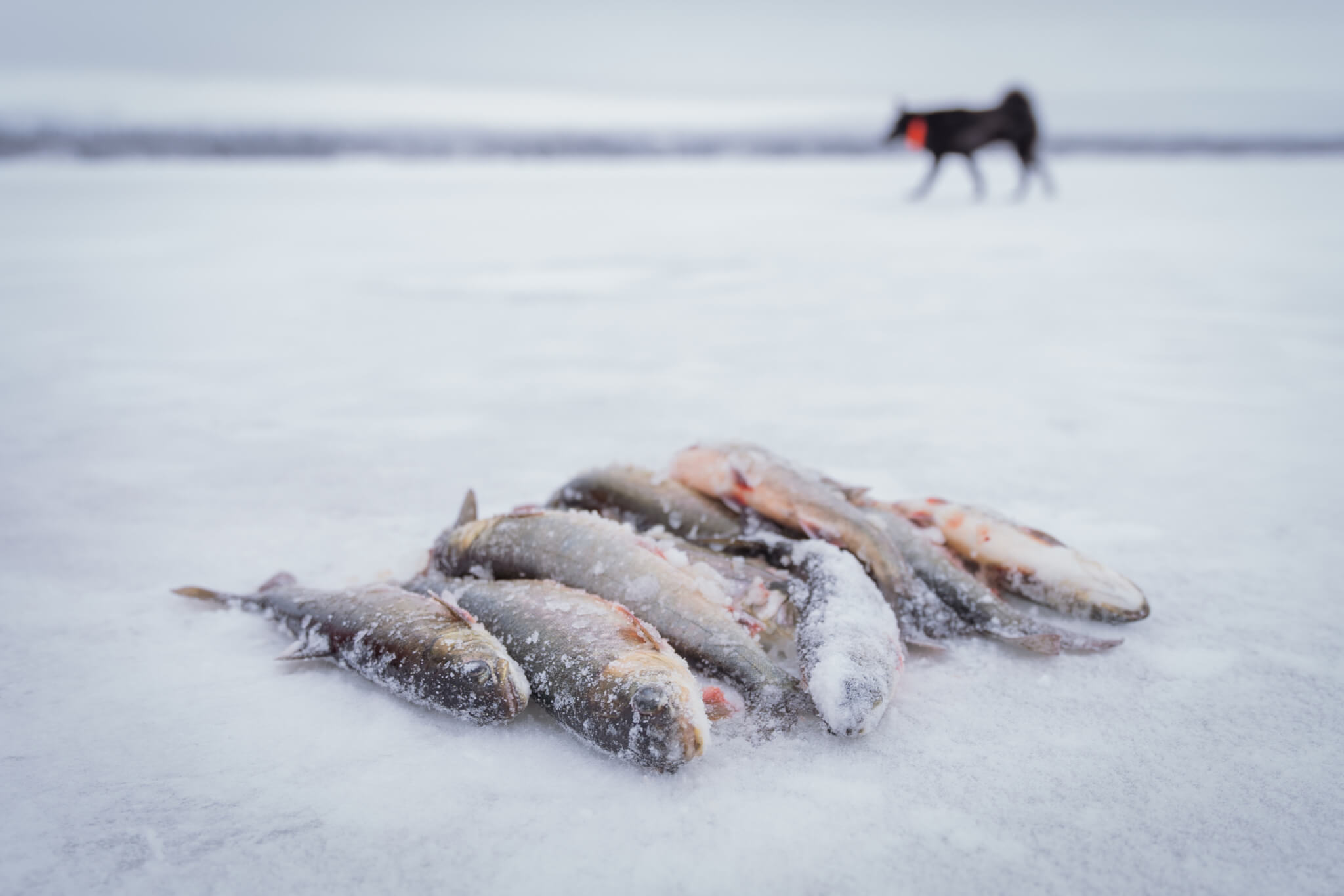 Fiskar ligger i en hög på en is. i bakgrunden syns en svart hund.